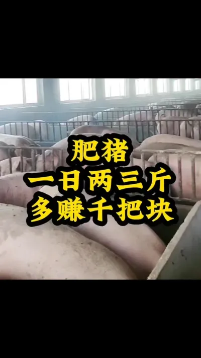 #猪喂什么饲料长得最快 #服务三农支持三农 #所有养猪人 #每天分享实战养猪经验 #农村养猪专业户