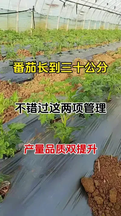 番茄长到30公分，做好这两步管理，开花多，结果多，产量大增#西红柿种植 #促花保果 #三农种植