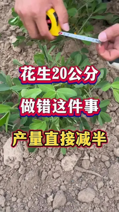当花生长到20公分大小，如果做错了这件事，产量直接减半！#花生种植  #花生高产  #花生种植管理技术