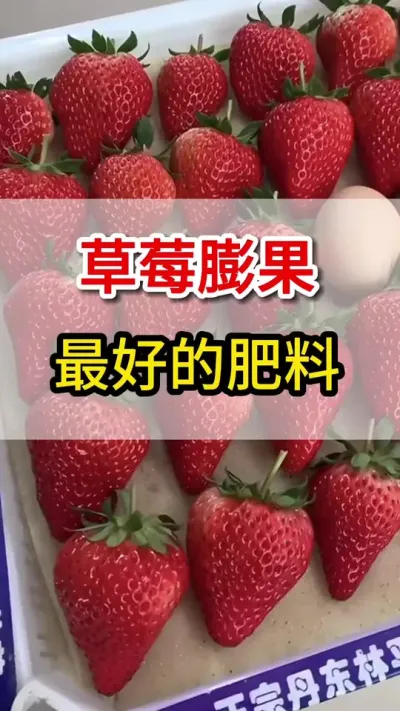 草莓膨果增甜上色最好的配方你用过么#草莓种植 #抖音助农 #草莓🍓 #草莓季