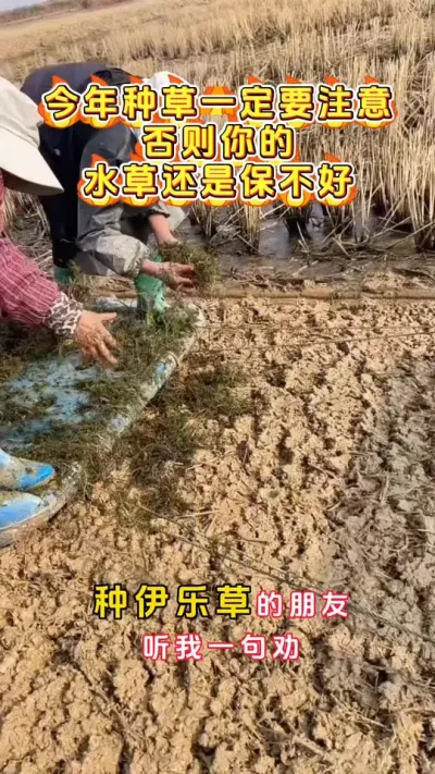 今年栽草你一定要注意，否则你的水草还是保不好。#河蟹养殖 #螃蟹养殖 #大闸蟹养殖 #鱼虾蟹养殖 #三农 @DOU+小助手