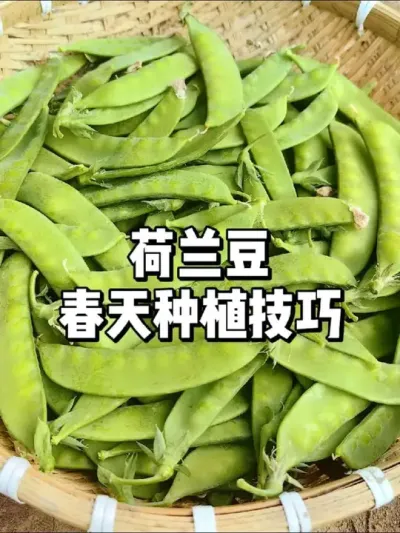 荷兰豆春天什么时候种？ #种植 #农业种植