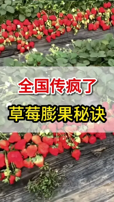 草莓传疯了的膨果秘诀你知道么，用上它小果变大#草莓🍓 #草莓种植