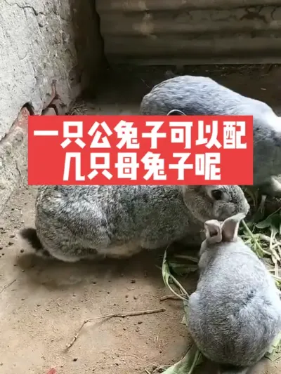 一只公兔子可以配几只母兔子呢？ #兔子#养殖#三农