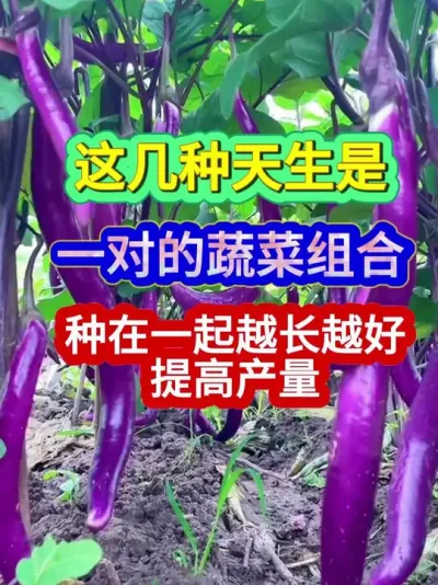 这几种天生是一对的蔬菜组合种在一起越长越好提高产量 #蔬菜种植 #农业种植 #种植小技巧 #三农 #分享农业知识帮农民增产增收