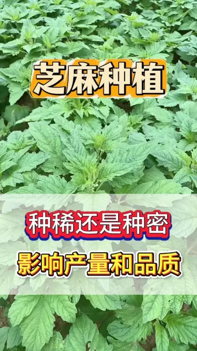 种芝麻，不解决徒长旺长的问题，直接导致产量减产50% #芝麻 #芝麻种植 #芝麻种植技术 #农业种植 #三农种植