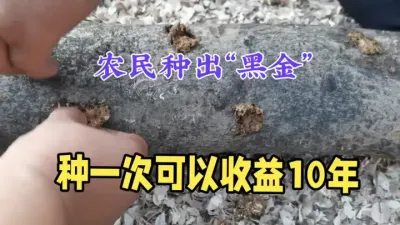 懒人种植，不用施肥不用打药！亩赚8万元，农村新财富密码 #三农 #药材种植 #农业种植致富项目 #助力三农 #抖音助农
