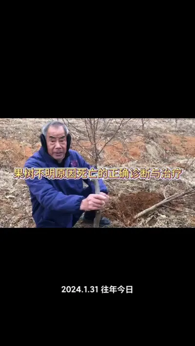果树不明原因死亡，毛病都出在根系上！实地讲解！#果树死亡 #果树种植 #果树管理 #种果树的苏老师