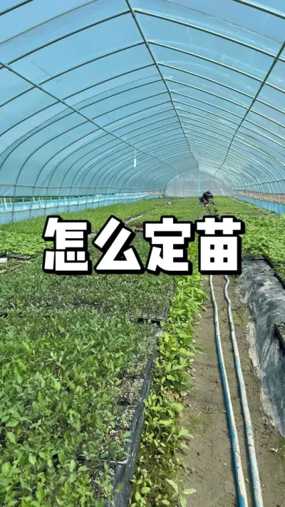 大家都好奇怎么定苗，专门做了一期视频解释一下 