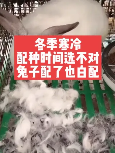 冬季寒冷，配种时间选不对，兔子配了也白配 #兔子#三农#养殖#养兔人