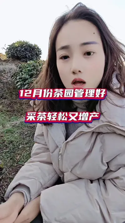 #茶树种植技术与管理 #冬季茶园什么时候封园 #秋冬季茶园施肥管理方法