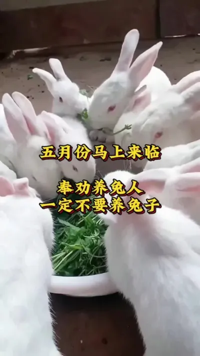 五月份马上来临，奉劝养兔人一定不要养兔子了 #养兔  #肉兔养殖  #新手养兔 #养兔人 #养兔三分靠管理七分靠技术