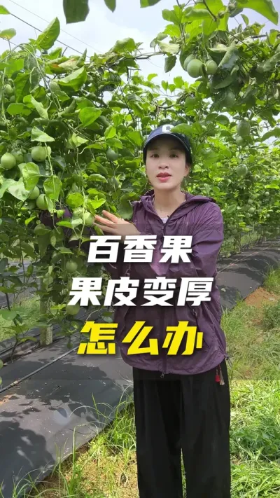 百香果的果皮比较厚是什么原因？#百香果 #百香果种植技术 #百香果种植基地#三农#抖音助农