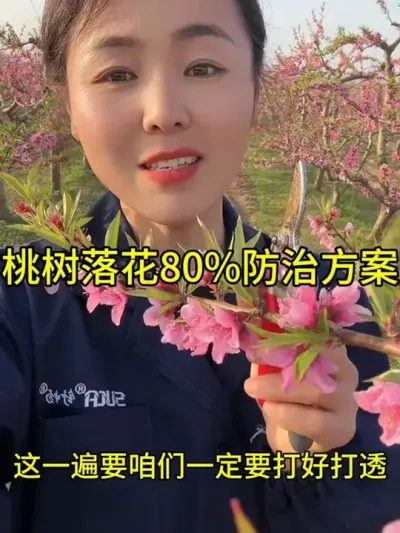 桃树落花打药配方 桃树落花配方及时间非常关键，掌握好咱们才能及时预防#分享农业知识帮农民增产增收 #农业植保知识分享 #服务三农支持三农 #自家果园 #果树种植管理