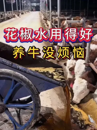 #每天分享养牛技术 #养牛 #牛羊养殖 #牛