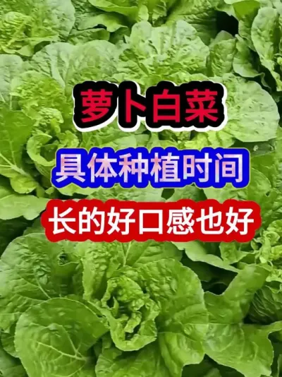 萝卜白菜具体种植时间长的好口感也好 #萝卜种植 #白菜种植 #农业种植 #种植小技巧 #三农