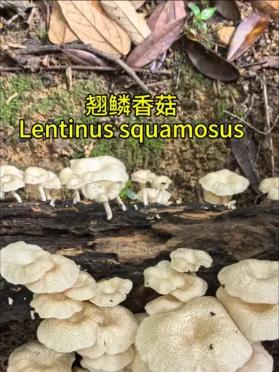 物种介绍：翘鳞香菇Lentinus squamosus#野生菌 #采蘑菇视频 #采蘑菇真的是很有乐趣