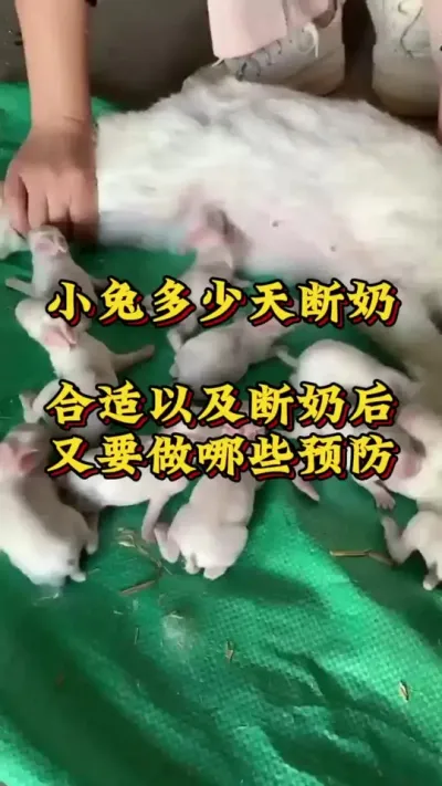 小兔多少天断奶合适，以及断奶后要做哪些预防#兔子 #肉兔养殖 #养兔人 #兔子生崽 #养兔三分靠管理七分靠技术