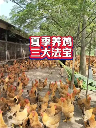 夏季养好鸡的三大法宝#养鸡技术 #养鸡#养鸡小妙招#农村散养土鸡 #养鸡助手