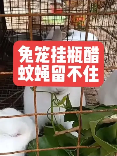 兔笼挂瓶醋，蚊蝇留不住 #兔子#三农#养殖#养兔#养兔子