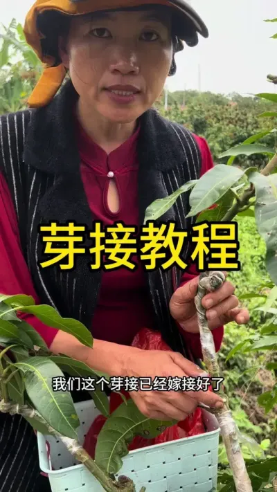 芽接教程#嫁接技术 #2024新农人计划 #dou来广东百千万 #青dou计划