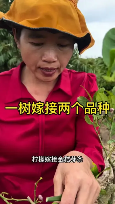 一树嫁接两个品种#嫁接技术 #2024新农人计划 #dou来广东百千万 #青dou计划