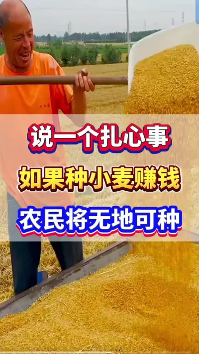 小麦种植管理技术！#小麦高产  #小麦种植  #小麦种植管理技术  #小麦追肥 #服务三农