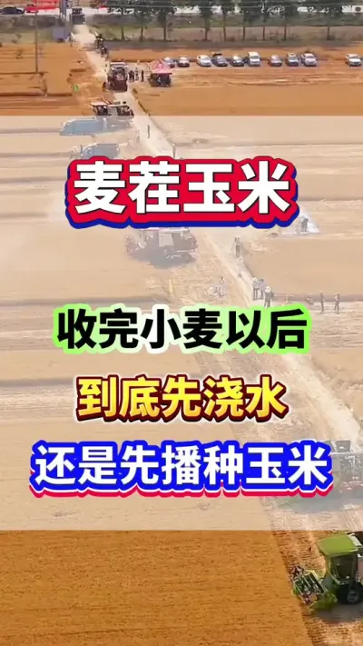 收完小麦以后，到底是先浇水还是先播种玉米？ #玉米种植 #玉米高产 #玉米种植管理技术 #玉米施肥 #玉米浇水