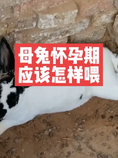母兔怀孕期，应该怎样喂 #兔子#养殖#养兔子#喂兔子