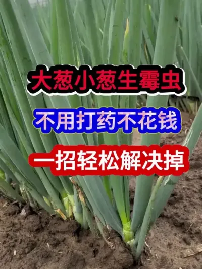 大葱小葱生霉虫长白斑不用打药不花钱一招轻松解决掉 #大葱种植 #农业种植 #种植小技巧 #三农 #分享农业知识帮农民增产增收