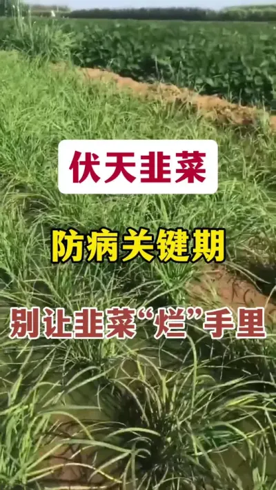 伏天韭菜防病关键期，别让韭菜“烂”手里。#病虫害防治 #病害防治 #韭菜管理 #韭菜种植 #韭菜种植方法