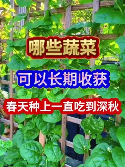 哪些蔬菜可以长期收获春天种上一直吃到深秋 #蔬菜种植 #农业种植 #种植小技巧 #三农 #分享农业知识帮农民增产增收