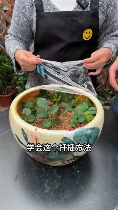 学会这个扦插方法，月季不用花钱买#扦插 #月季#种植小技巧