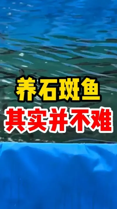 养石斑鱼其实并不难 #水产养殖 #养鱼日记 #养鱼人  #养鱼 #水族