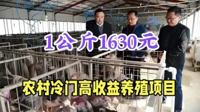 农村高效暴利养殖，1公斤1630元，500只年赚20多万 #农村致富好项目 #返乡创业新农人 #三农养殖 #朗德鹅养殖 #抖音助农