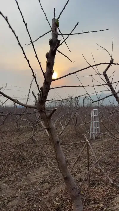 不是年龄大的就是师傅的#果树管理技术 #2024新农人计划 #农业种植
