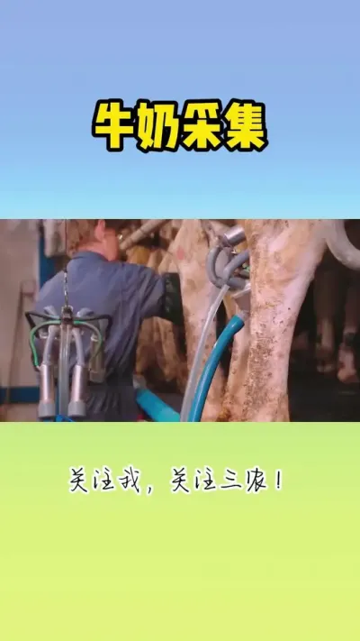 牛奶采集，自动化作业 #奶牛养殖 #奶牛 #挤牛奶