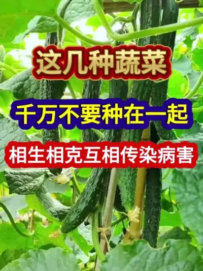 这几种蔬菜千万不要种在一起相生相克互相传染病害 #蔬菜种植 #农业种植 #农业种植 #种植小技巧 #三农