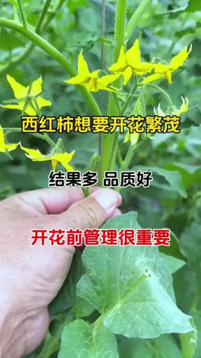 西红柿想要高产，促花是关键#三农种植 #西红柿种植 #抖音助农 #促花催花