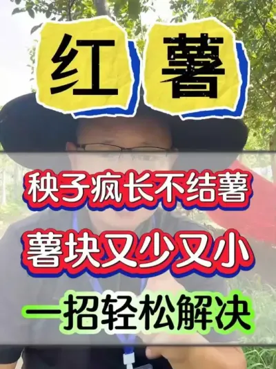 红薯秧子疯长不结红薯薯块又小又少，一招轻松解决 #红薯 #红薯种植 #红薯高产种植 #红薯高产种植技术 #红薯高产