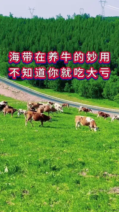 海带在养牛中妙用#养牛人#新手养牛#养牛#牛羊养殖
