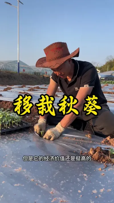 秋葵是个冷门的高端蔬菜，今年种一些试试#返乡创业新农人 #秋葵 #记录我的种植生活
