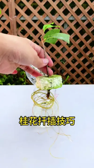 桂花不用花钱买，剪根枝条扦插就能成活#桂花 #种植小技巧 #扦插