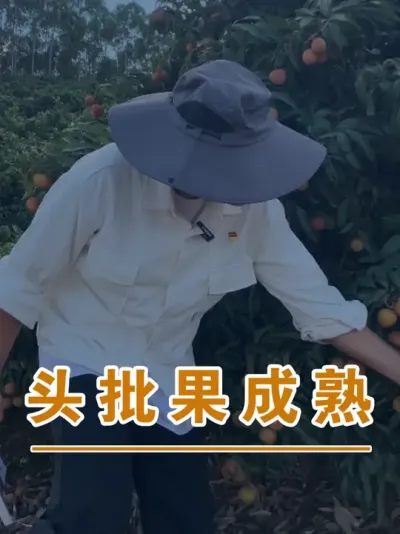 无核荔是很懂人性的#广西灵山荔枝果苗#农业创业#抖音新农人计划2025#吕老师种果苗#荔枝种植管理技术@吕老师