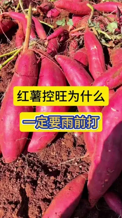 红薯控旺为什么一定要在雨前打？#红薯控旺 #雨前打控旺 #红薯控旺剂 #红薯控旺增产套餐