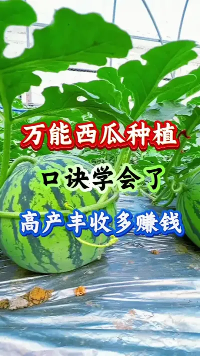 西瓜种植 万能西瓜种植口诀学会了高产丰收多赚钱 #种植西瓜 #种西瓜 #西瓜管理