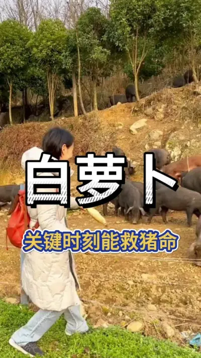 #猪喂什么饲料长得最快 #服务三农支持三农 #所有养猪人 #养猪人加油干 #每天分享养殖技术和经验