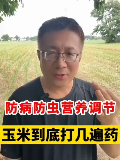 防病防虫控旺调节增产，玉米到底打几遍药？ #玉米种植技术 #玉米种植 #玉米种植大户 #玉米高产种植技术 #玉米高产