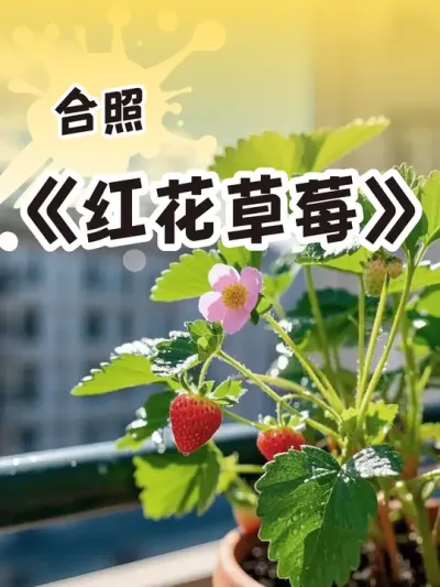 草莓不只有白色花 红花草莓也可以很甜哦  #草莓种植方法#盆栽草莓  #记录我的种植生活 #dou来一起种草莓