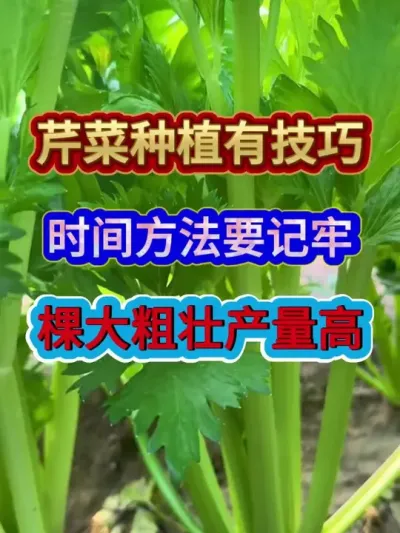 芹菜种植有技巧时间方法要记牢棵大粗壮产量高 #芹菜种植 #蔬菜种植 #农业种植 #三农 #分享农业知识帮农民增产增收